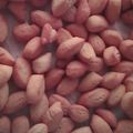 Cooksnap dari Sasty Bundanya SauSyaQo untuk resep Biji Ketapang