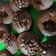 El cooksnap de Sandra cuando hizo Muffins de chocolate saludables sin azúcar!.
