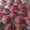 Cooksnap dari Nining untuk resep Bolu air coklat kukus