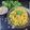 Hemaxi Patel's cooksnap of when they made વાલ ની દાળ / સીપ દાળ (Vaal ni dal recipe in Gujarati).