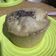 Cooksnap dari echyvedder untuk resep Bolu Kukus Magic Com No Mixer