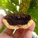 Cooksnap dari Yulia Astuti untuk resep Mini pie brownies