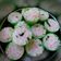 Cooksnap dari Ingrid Ramadhiana untuk resep Tahu sayur kukus