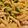 DragonUrs's cooksnap of when they made Chicken & Broccoli Alfredo.