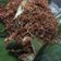 Cooksnap dari Ros Naka Ho untuk resep Sambel goreng teri petai