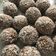 El cooksnap de Carolina Barrionuevo cuando hizo Trufas de Avena!.