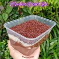 Cooksnap dari DyahWuLan Bae untuk resep Dessert Box Chocolatos Matcha Sprinkle