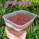 Cooksnap dari DyahWuLan Bae untuk resep Dessert Box Chocolatos Matcha Sprinkle