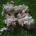 Cooksnap dari Ade Amas Susilawati untuk resep Putu Bambu