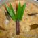 Cooksnap dari PaRmia Miasih untuk resep Srikaya Pisang Kepok