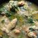 Cooksnap dari UmYuningsih Mak'Cifa untuk resep Sayap Ayam Kemangi-endess
