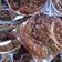 Cooksnap dari Bombastic Momy Boom untuk resep Cucur Santan Gula Merah