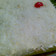 Cooksnap dari Semilaksih untuk resep Cheese cake ala mommy Nickie 🍰🌟