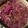 Hobby Horseman's cooksnap of when they made Best sweet sauerkraut recipe ever! Addicting.