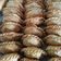 Cooksnap dari Tri Yunianti untuk resep Pastel Kriuk 15 Jam