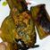 Cooksnap dari Ziie Jambak untuk resep Ikan Pepes Pedas Ala Padang (Ummi 3A)