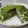 Sharon YIP 的 千層綠茶蛋糕 cooksnap