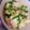 รูป Cooksnap ของ Sarintdar Prommeechai เมื่อเขาทำ ข้าวหน้าไก่และไข่แบบญี่ปุ่น (Oyakodon)