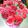 Cooksnap dari Vhy untuk resep Flower Buttercream