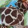 Cooksnap dari Ummy ulfa untuk resep Kirin Pan/Giraffe Bread/Roti Jerapah