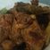 Cooksnap dari Nurani Aryanti untuk resep Ayam kecap pedas manis