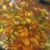 Cooksnap Liyana Ameera semasa beliau membuat Tomyam Ayam Simple & Sedap.