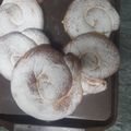 El cooksnap de marisa50 cuando hizo Ensaimadas de Mallorca ¡Las auténticas!.
