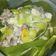 Cooksnap dari Ainun Jamilla untuk resep Garang Asem Ayam Kampung ala Tiger Kitchen