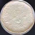 El cooksnap de María Alicia cuando hizo Masa para pizza.