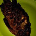 Cooksnap dari Mayya Caira untuk resep Ikan Mujair Panggang