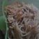 Cooksnap dari yoseli situmorang untuk resep BIHUN GORENG ala LC