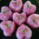 Cooksnap dari isnasyahrullah untuk resep Kue Cantik Manis (Hunkwe Mutiara)