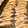 El cooksnap de Irene-Guirao cuando hizo Gyoza casera o Empanadillas japonesas (versión fácil).