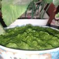 Geet porwal का कुकस्नैप जब उन्होंने आंवला धनिया पत्ती की चटनी(amla dhaniya ki chutney recipe in hindi) बनाया था।
