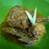 Cooksnap dari Dewi Idianingrum untuk resep Ayam Betutu