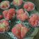 Cooksnap dari Tiana Fitriani untuk resep Bolkus sprite mekar