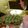 Cooksnap από elisavetoula1 στη συνταγή Σκουφάκι Άγιο Βασίλη σε cupcake