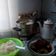 Cooksnap dari khusnul untuk resep Nasi liwet ricecooker with sambal tomat lombok ijo