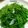 May 的 清炒龍鬚菜（低醣生酮餐）（家常菜）（方便素/素食）（快速料理） cooksnap