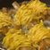 Cooksnap dari Kuukiio untuk resep Mie Gulung Sosis