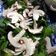 El cooksnap de Monica Riffo cuando hizo Ensalada de espinacas con champiñones.