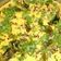 Vandna bosamiya's cooksnap of when they made ઇન્સ્ટન્ટ લાઈવ ઢોકળા (Instant Live Dhokla Recipe In Gujarati).