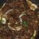 Cooksnap dari Desty Afrianti Chaniago untuk resep Beef Teriyaki homemade (ala Hokben/Yoshinoya)