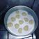 El cooksnap de Fernanda Sosa cuando hizo Galletitas de manzana y avena.