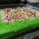 Cooksnap dari Fitri Rizki untuk resep Brownies kukus coklat pandan