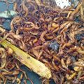 Cooksnap dari tris untuk resep Abon nabati (jamur tiram)