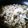 El cooksnap de Carmeta cuando hizo Risotto de champiñones.
