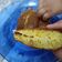 Cooksnap dari Liee Bee untuk resep Martabak Manis Empuk
