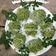 Cooksnap dari Dapur OemahDanish untuk resep Mie mentah daun kelor homemade
