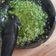 Cooksnap dari Vitri untuk resep Sambel Korek Rawit Ijo